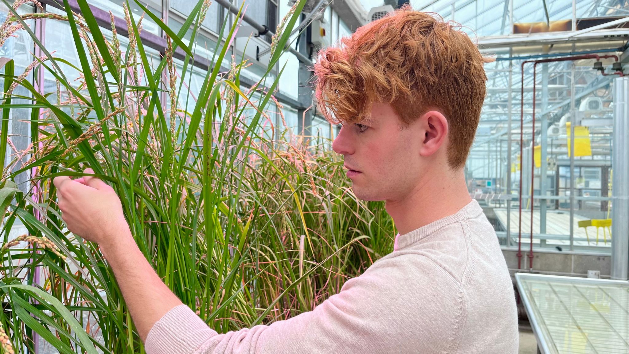 Rory Hornby inspecting rice plants in a greenhouse