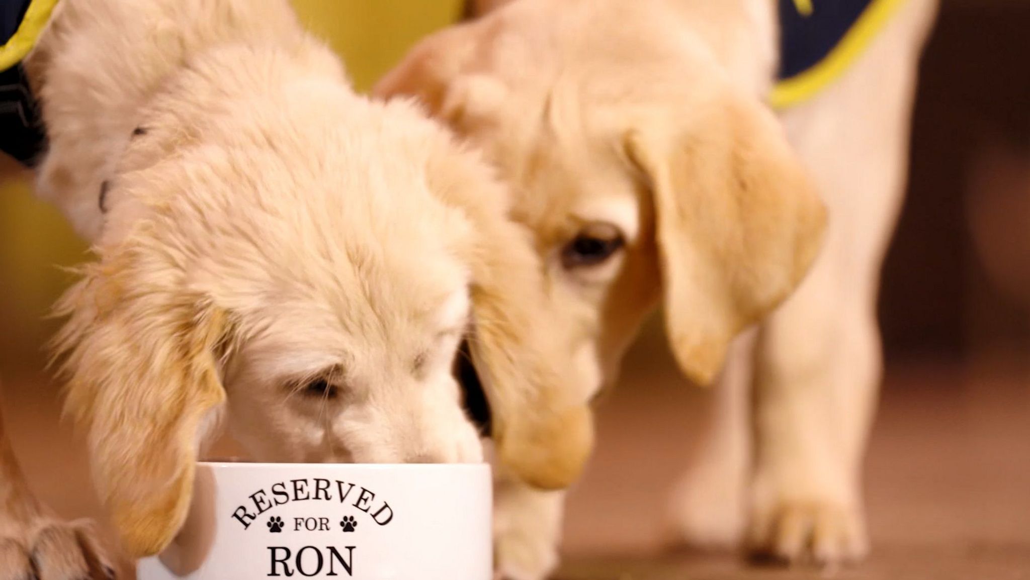 Two guide dogs, labradors, trying to share bowl of food which has "reserved for Ron" written on it