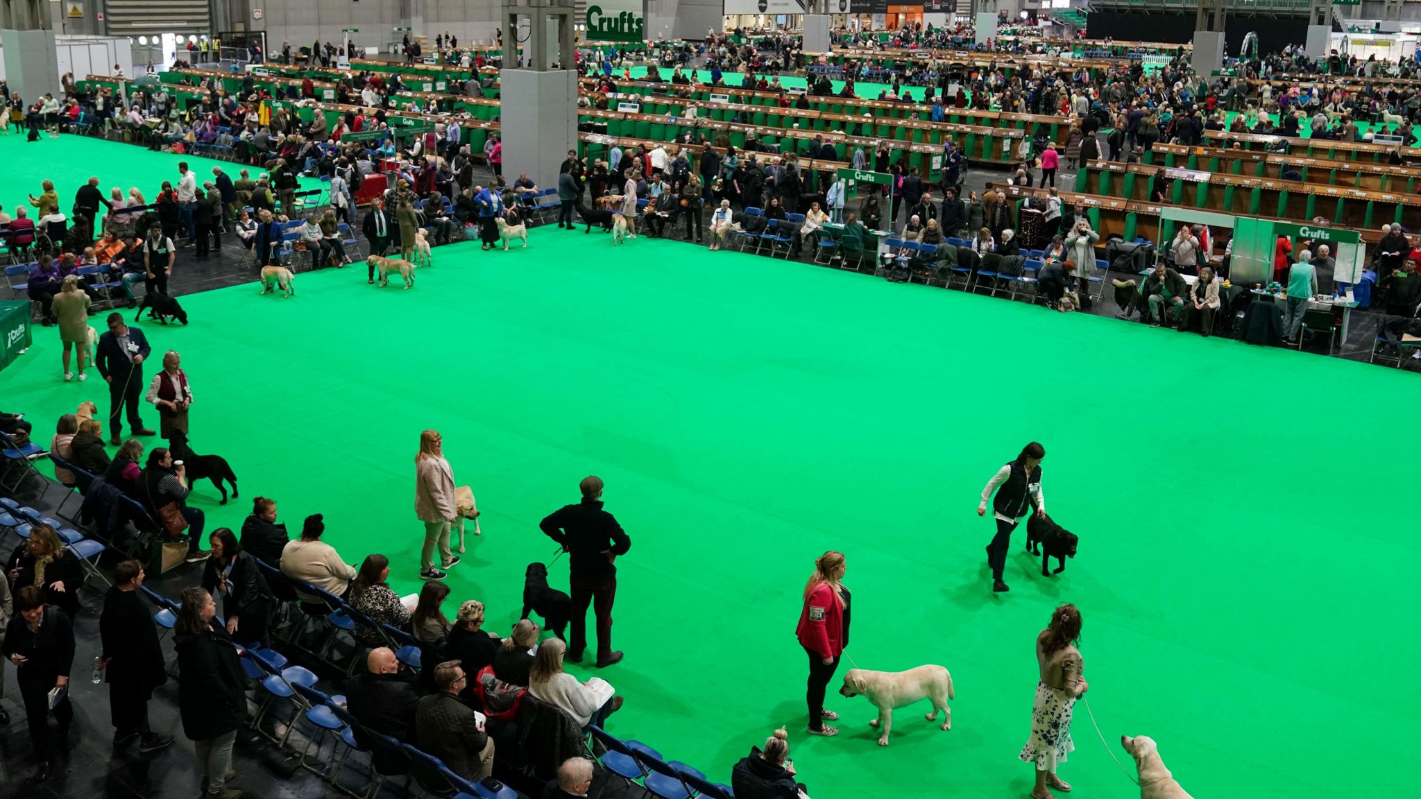 Handlers with their Labrador Retrievers in the show ring