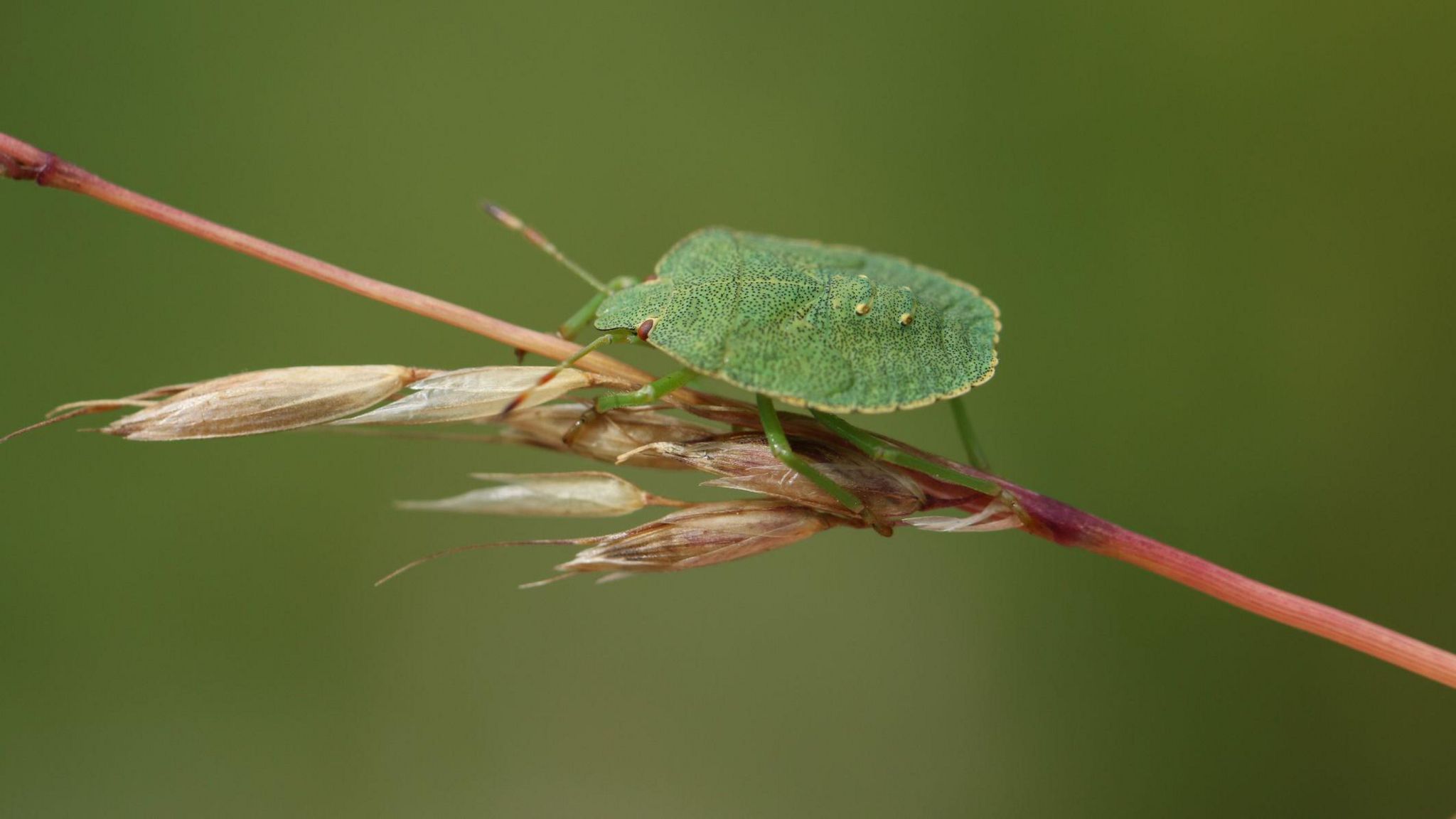 Insect Week 2024: The wonderful world of insects - BBC Newsround
