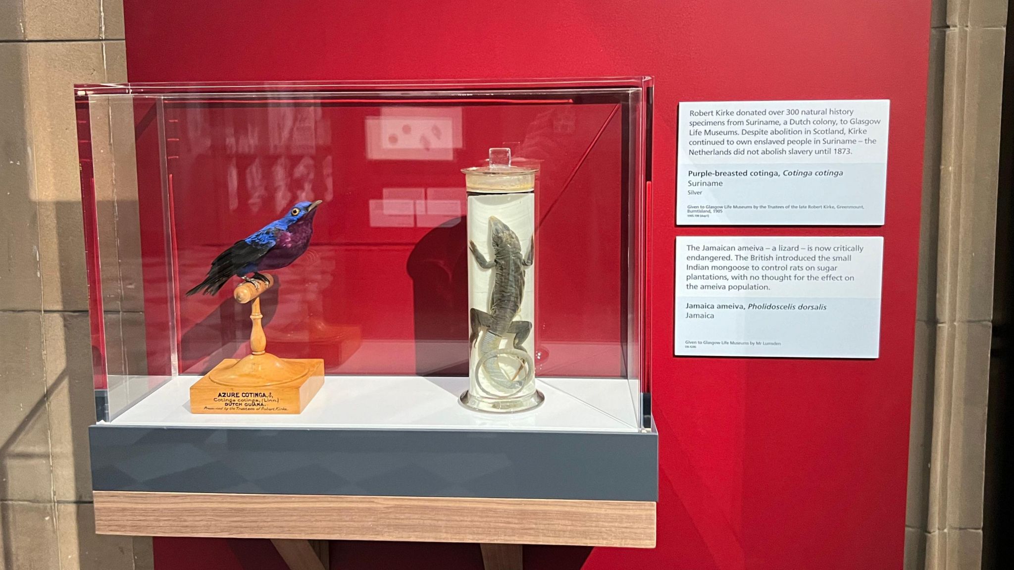 The section on natural history specimens in the exhibition, featuring a bird and Jamaican species of lizard