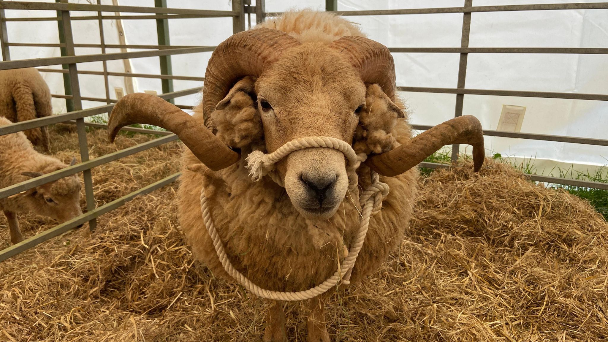 A Portland sheep