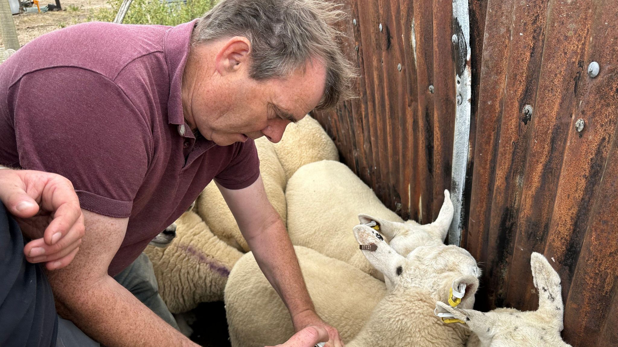 A man in a purple t-shirt giving sheep some innoculations