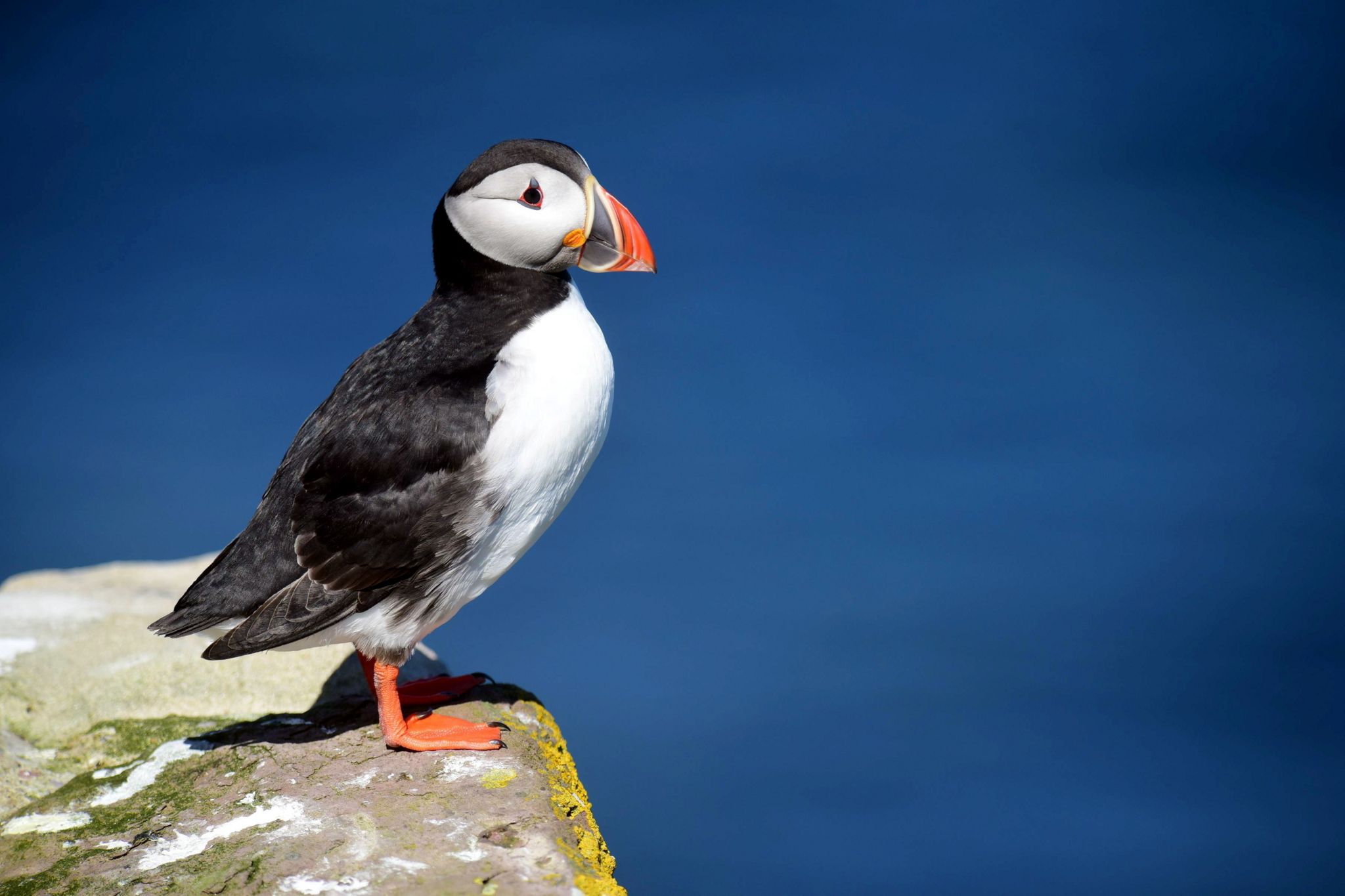 Puffin