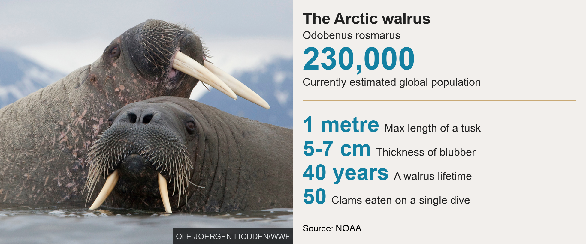 Walrus data