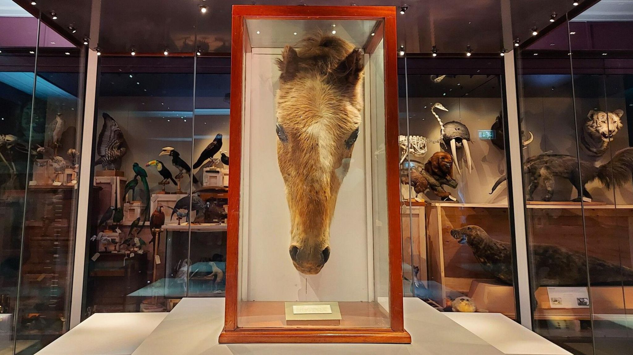 The taxidermied light brown-haired head of the world's oldest horse, Old Billy, hangs in a wooden white-backgrounded display box in front of a cabinet filled with taxidermied birds and animals