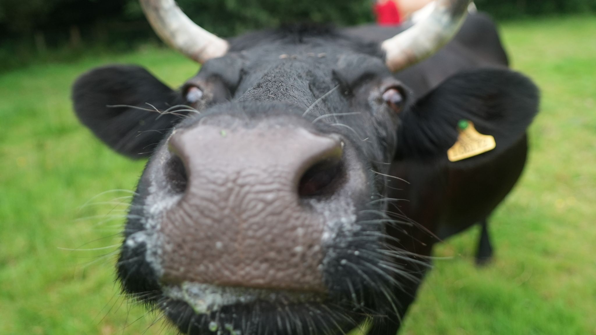 A black cow looking at the camera 