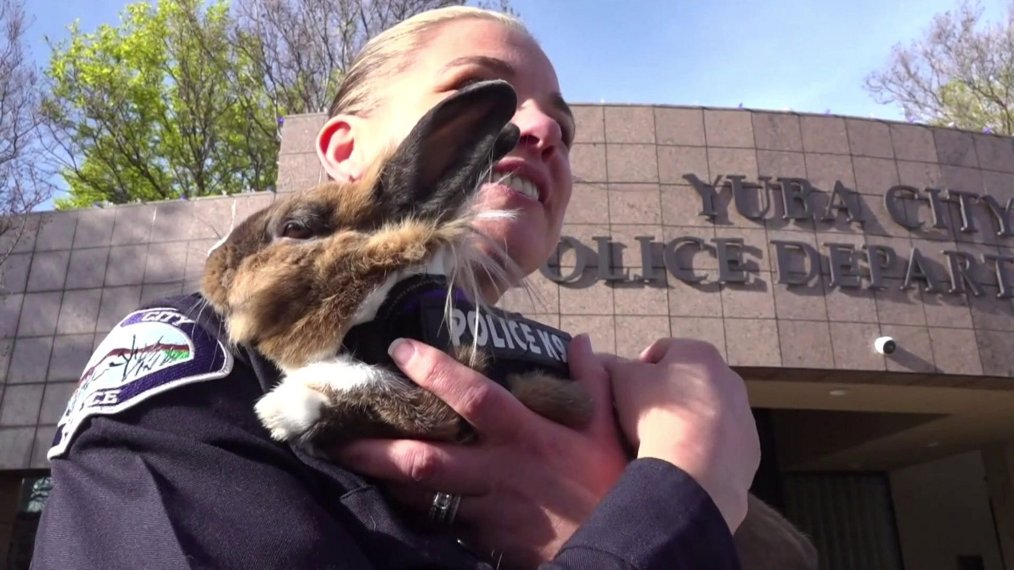 Woman holding bunny with "police" harness on