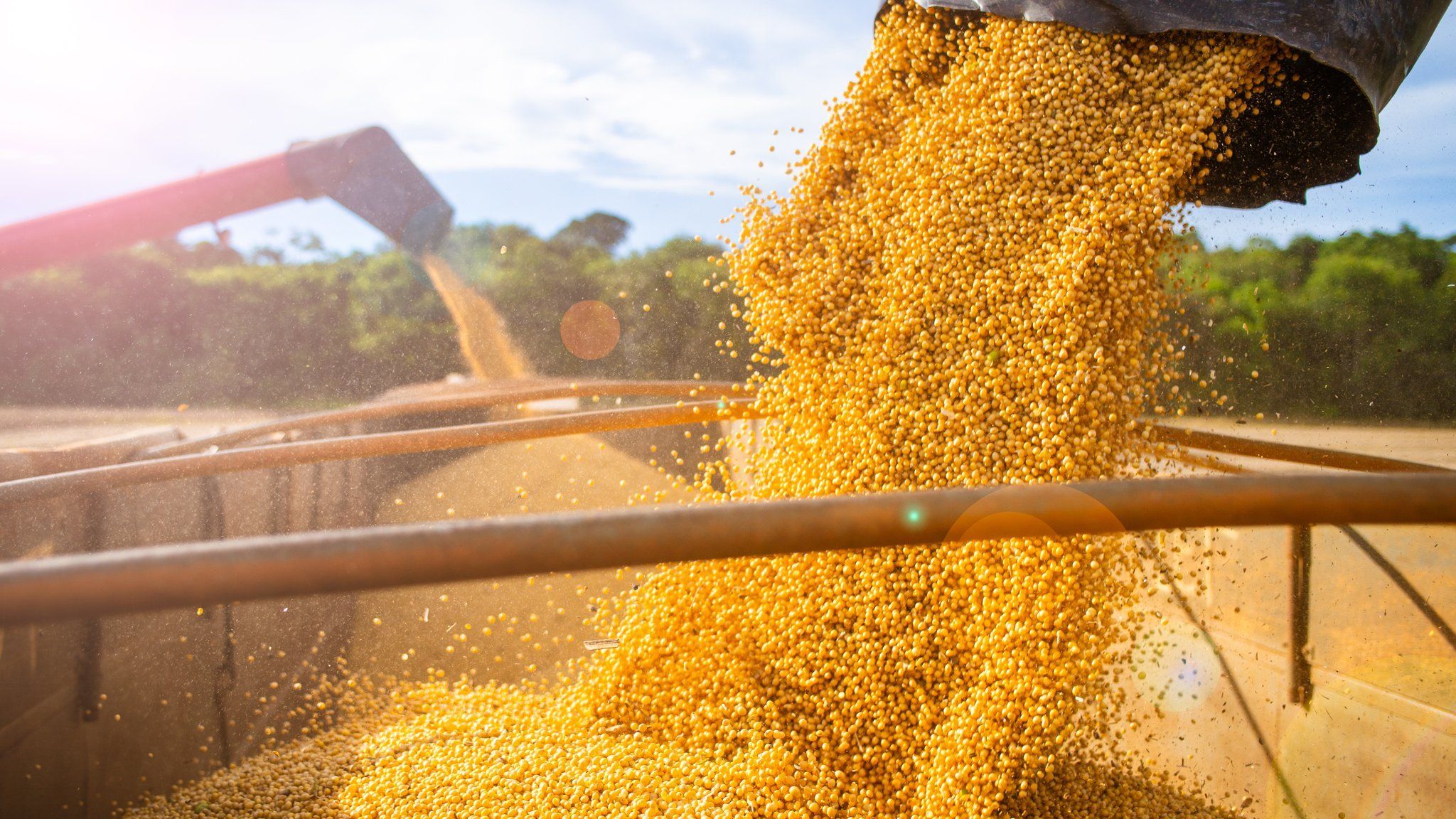 Combine harvesters loading soy beans