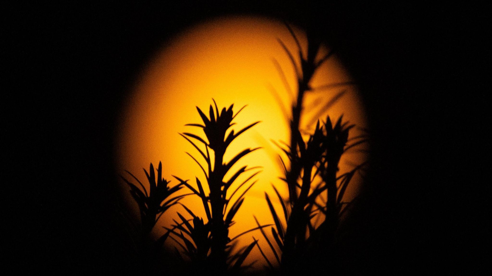 a blurred full orange moon in the background with thistles or grasses silhouetted in the foreground