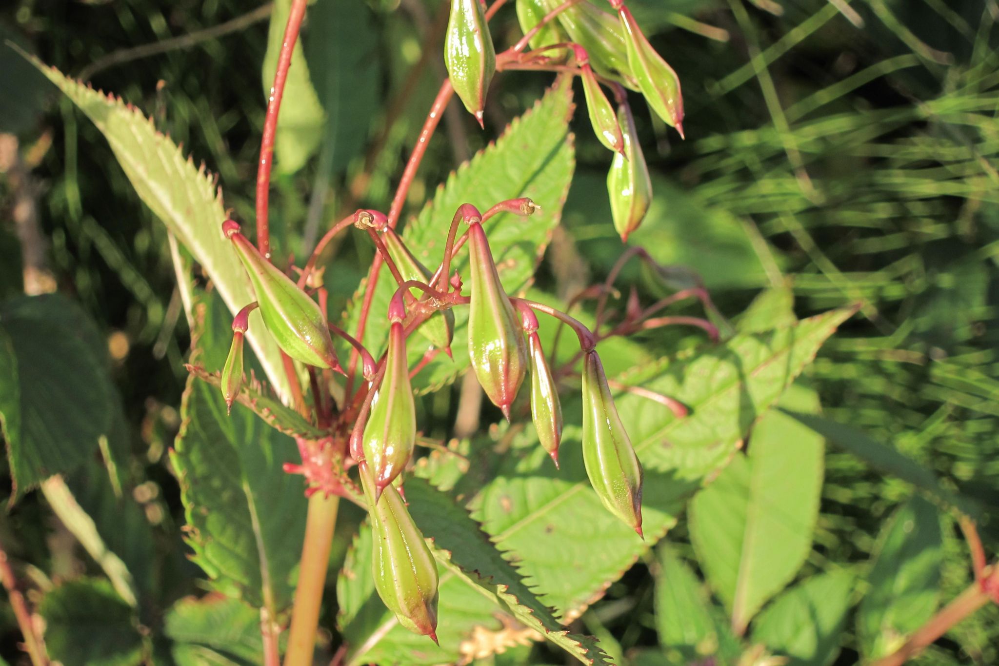 The Himalayan balsam seed pods