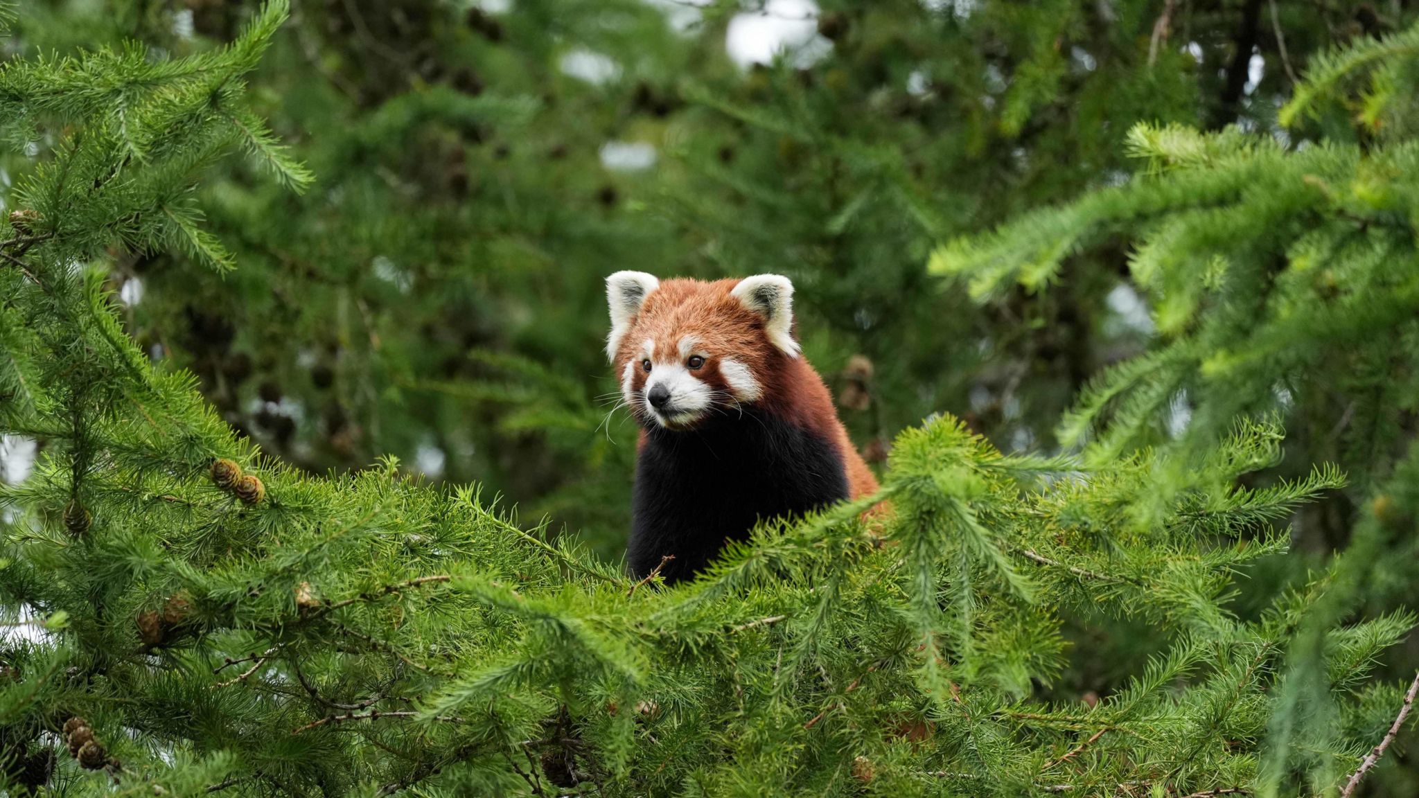 A red panda in an enclosure at Peak Wildlife Park, Staffordshire