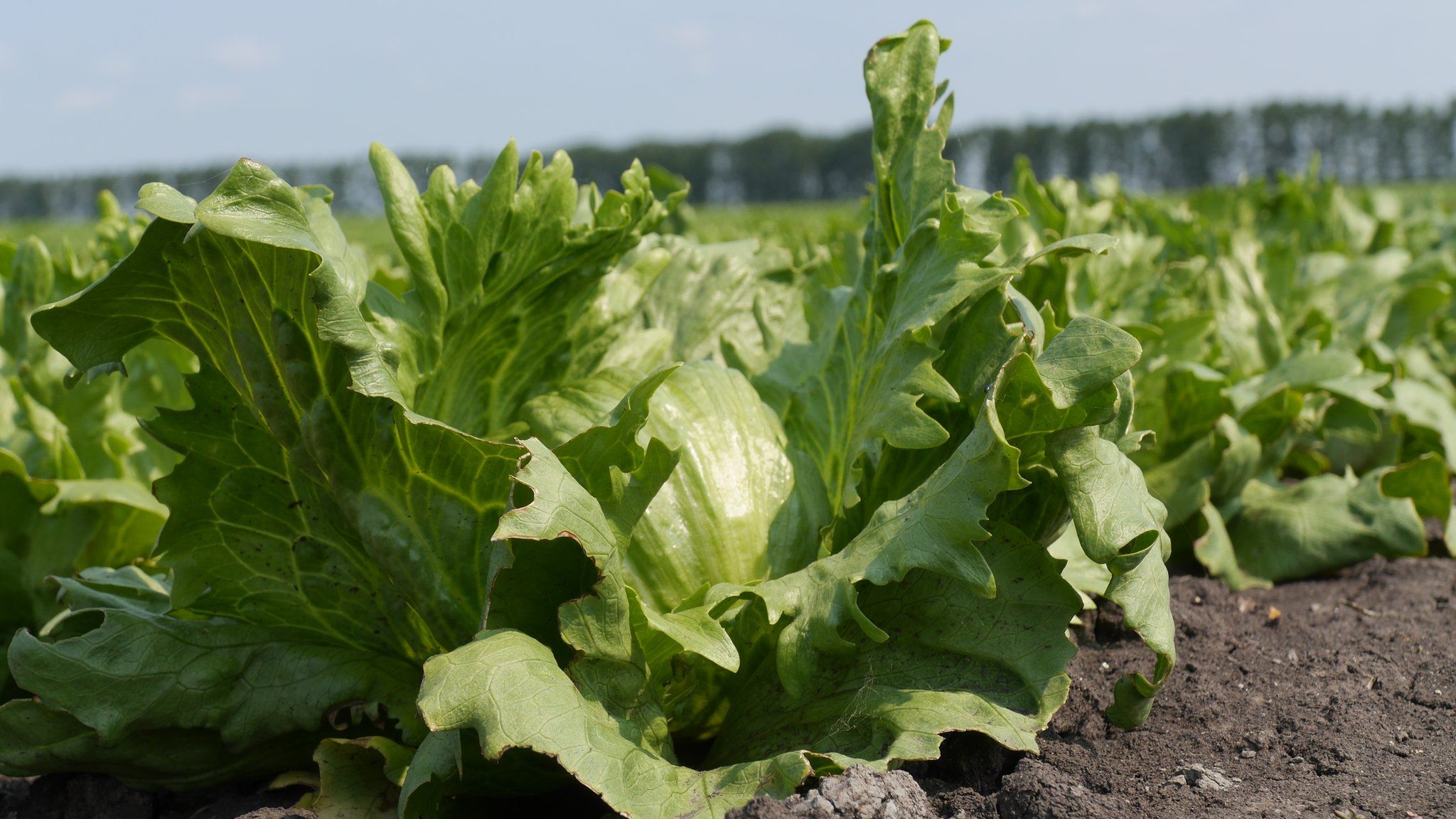 Close up on lettuce in field