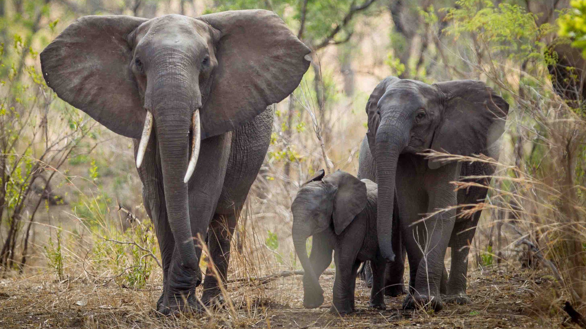 Survey finds big fall in African elephant numbers - BBC Newsround