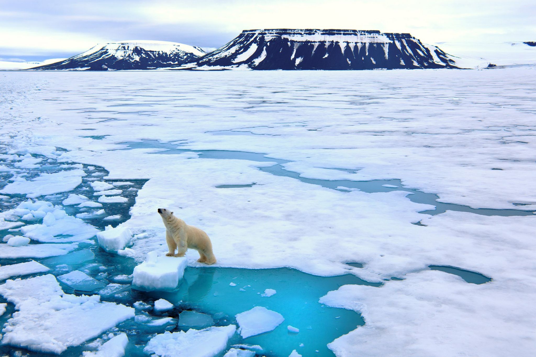 A polar carnivore  lasting  connected  battalion  ice