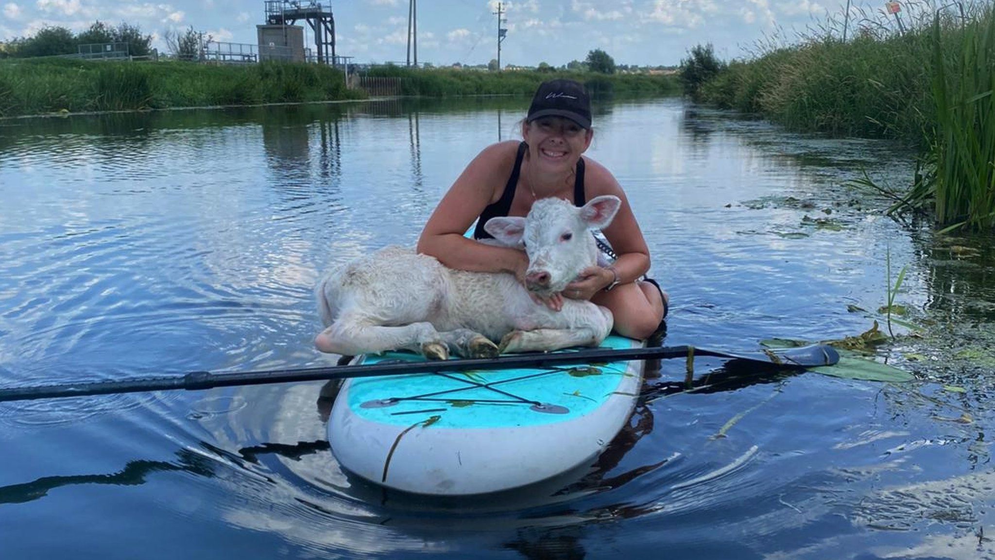 Calf on paddleboard