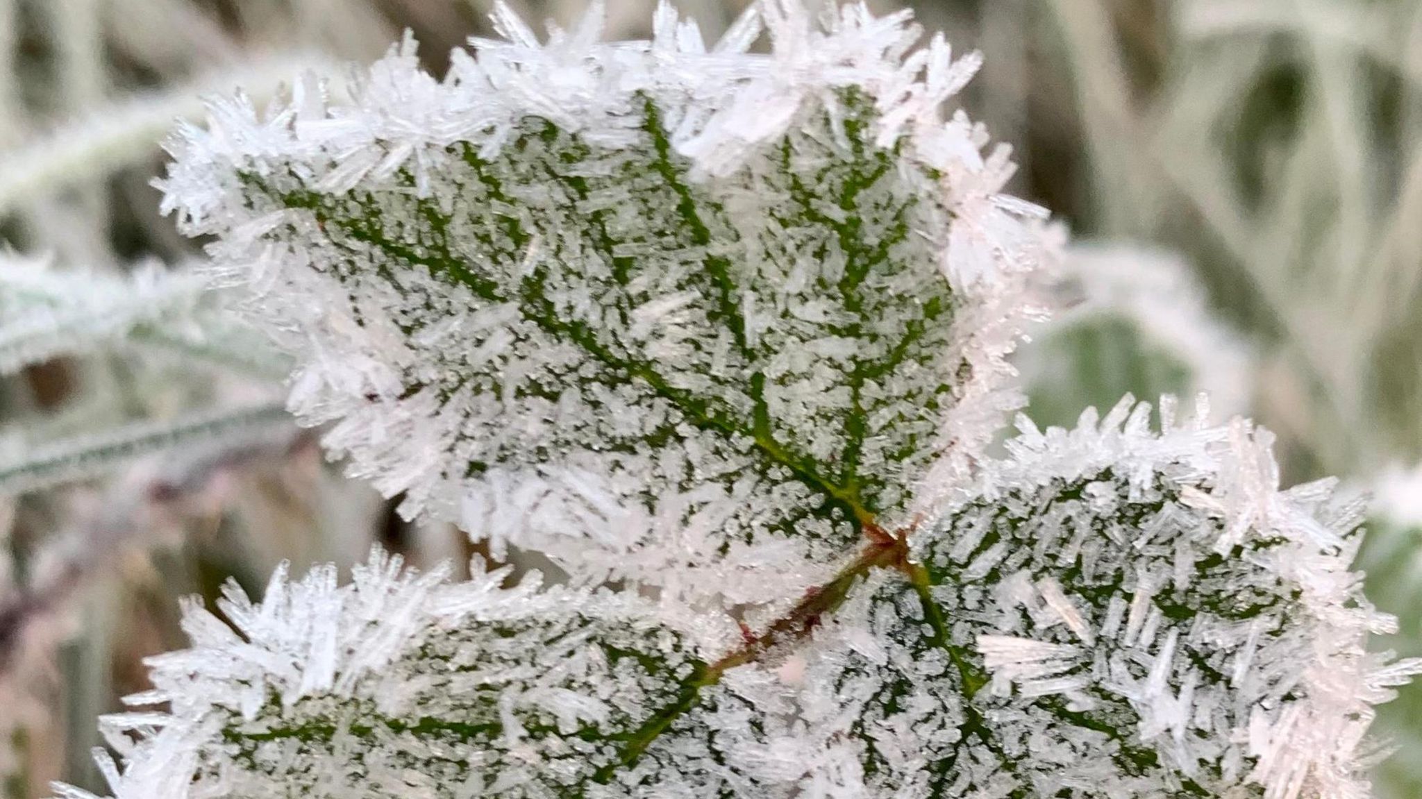 A frozen leaf