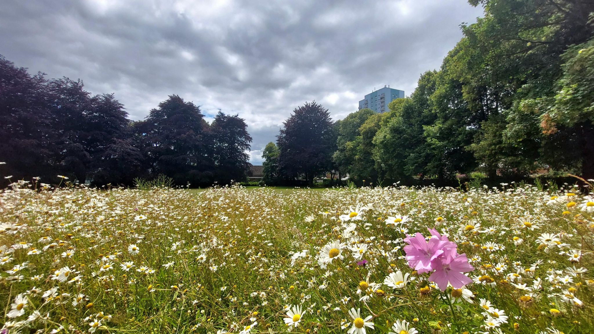 A field of daisies and other wildflowers in Wednesfield. Long stalks and flowers dominate the foreground, while mown grass and trees are in the background, with a tower block looming in the distance