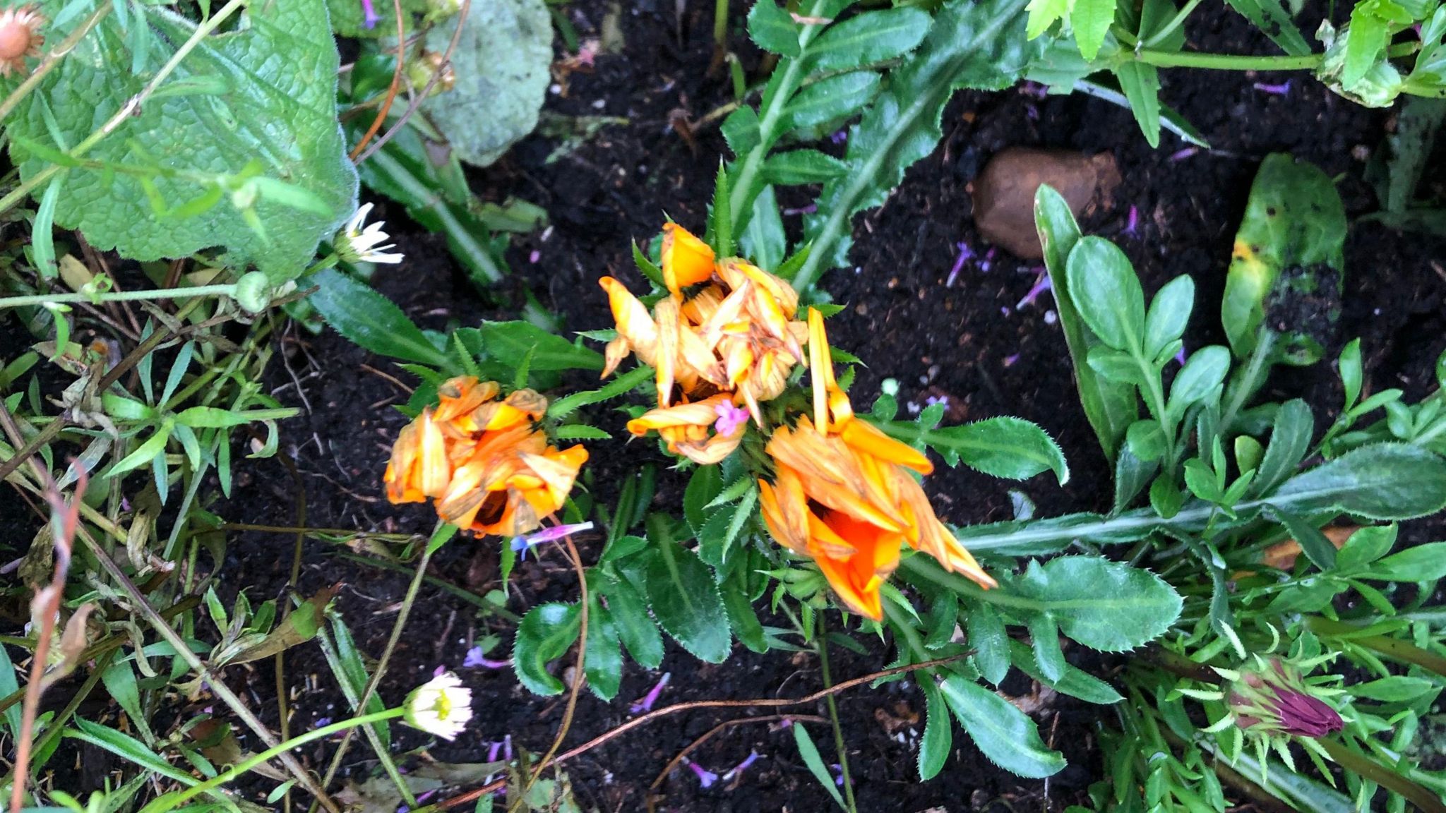 Some bedraggled blooms looking forlorn and in need of sunshine