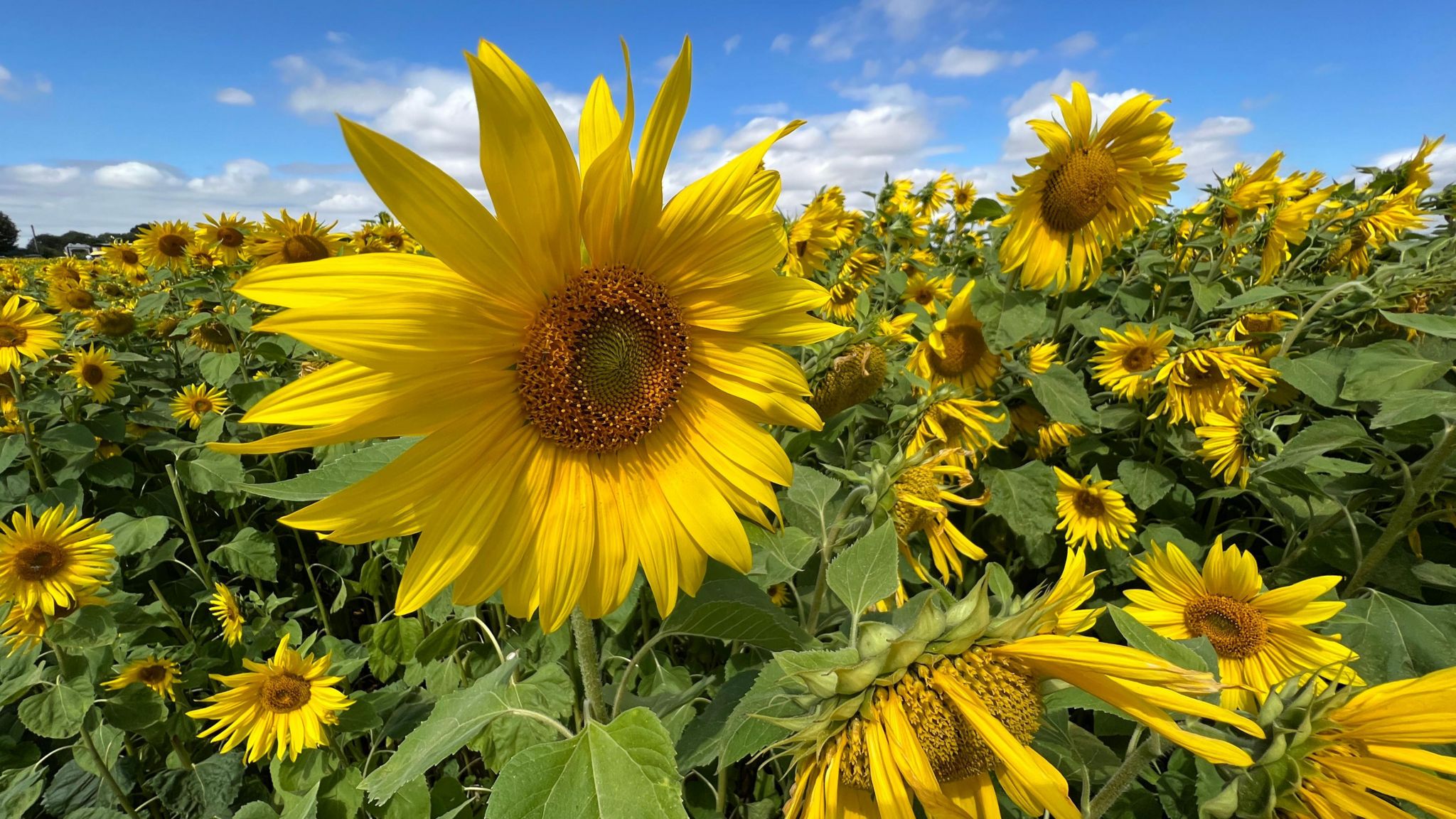 Sunflowers in a field under a blue sky with a few clouds