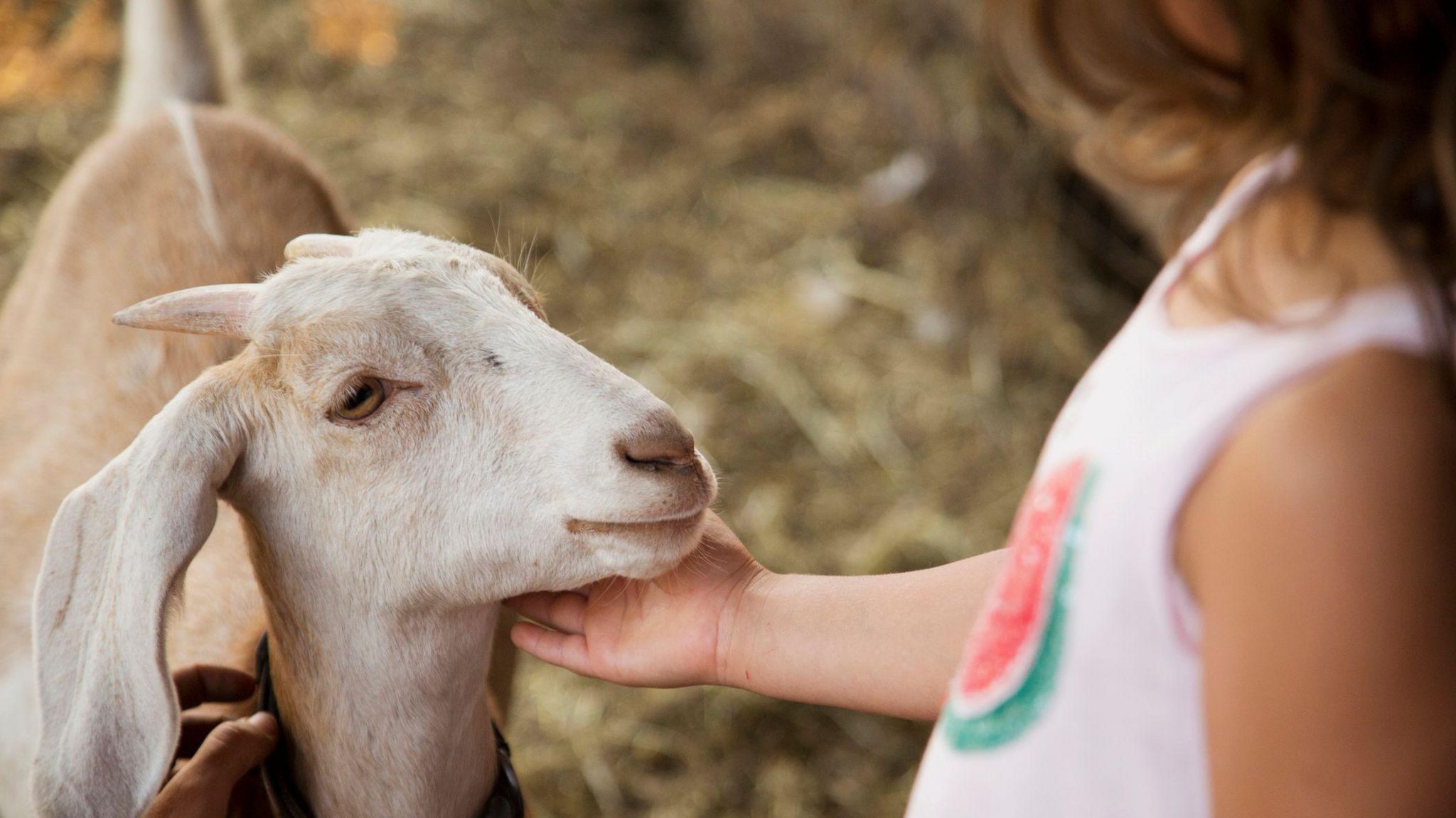 A young girl pets a goat