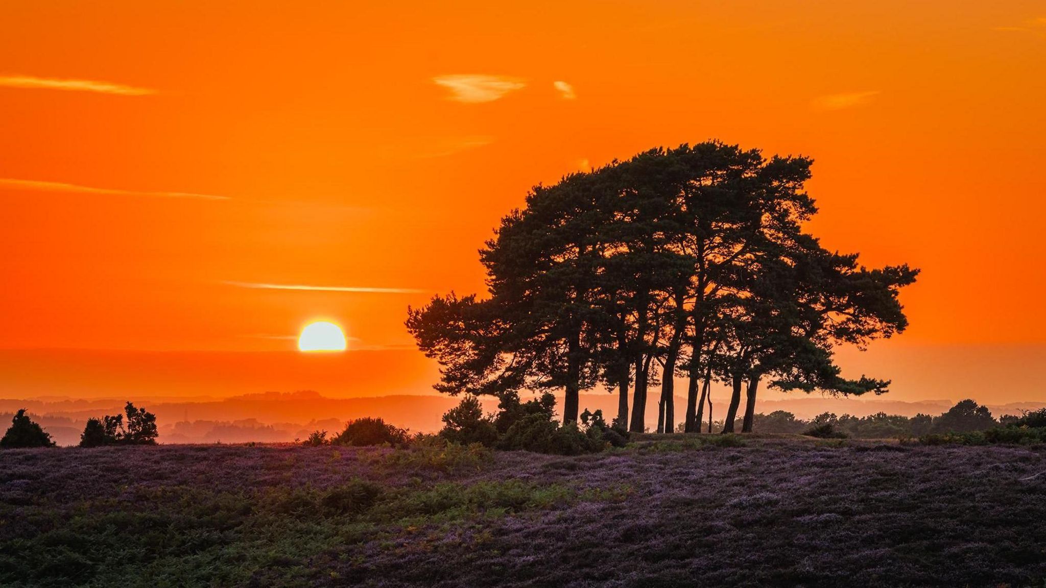 A bright orange sky dominates this image with a glowing sun appearing above the morning mist. A small copse of trees are silhouetted by the sun's rays whilst the ground is carpeted by heather