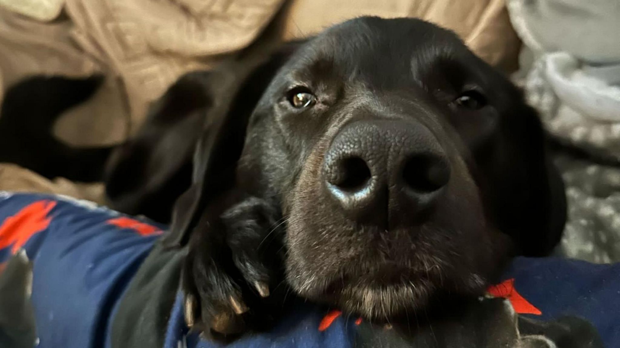 Elder, a black Labrador, lying on some cushions