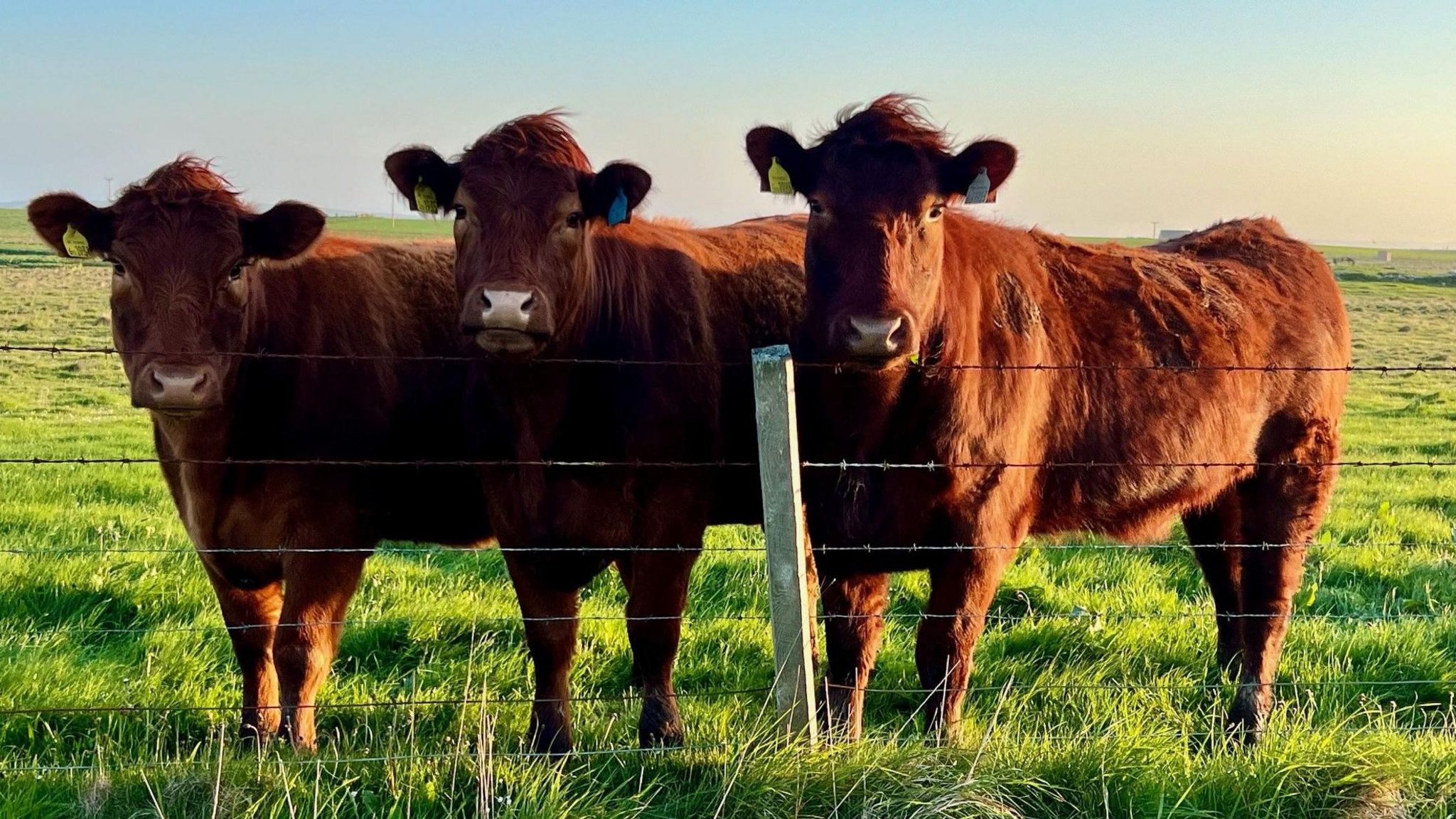 Cows on Sanday