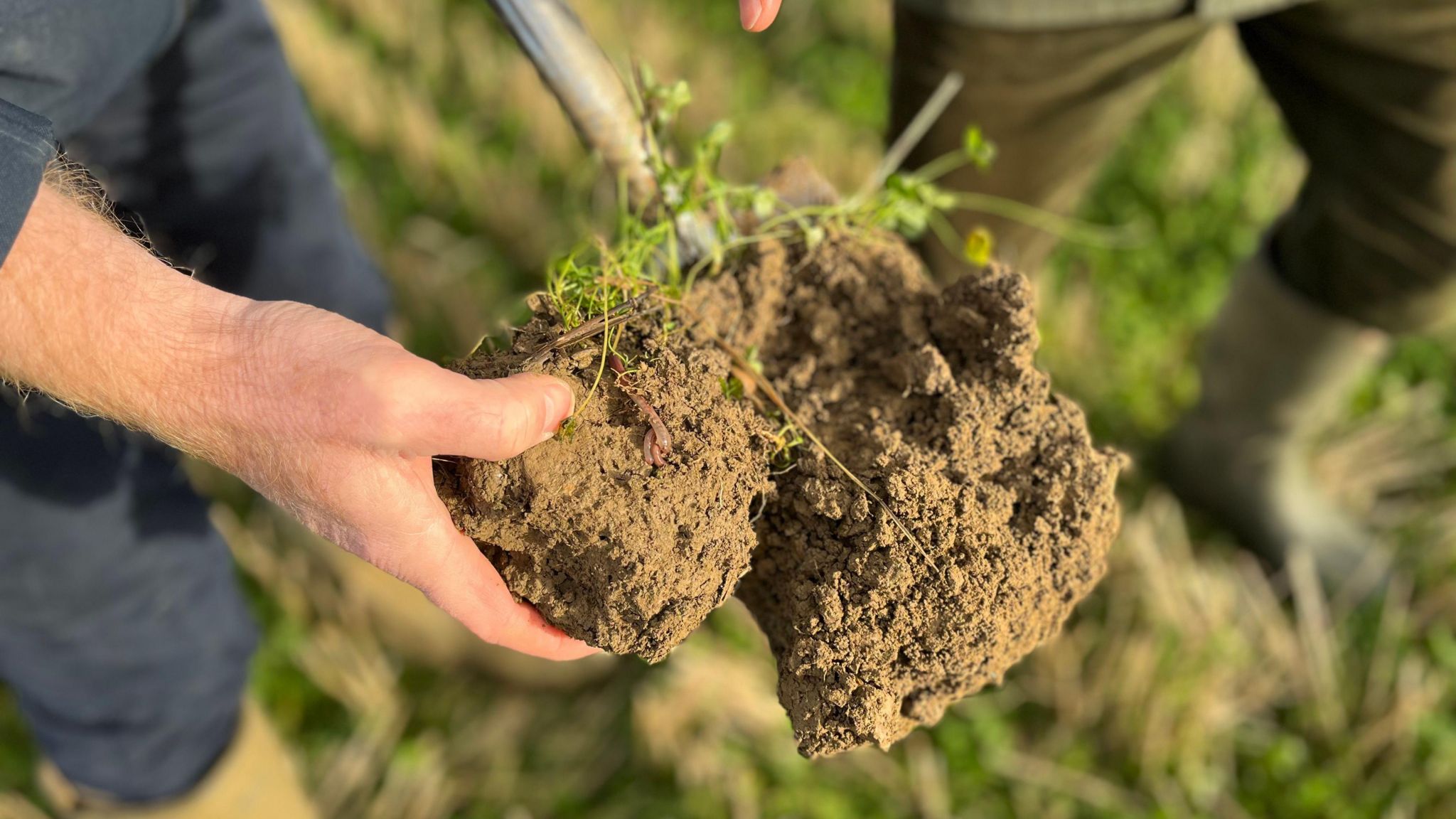Hands hold a clump of soil