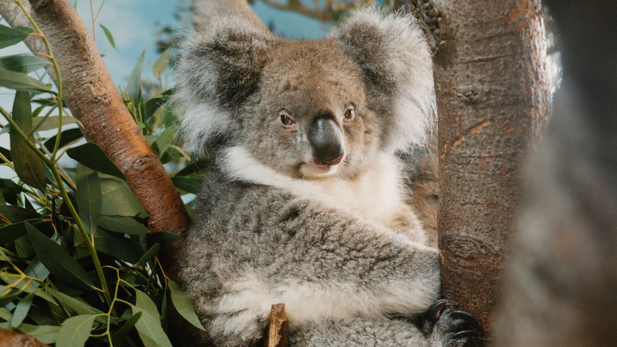 Koala up in a tree looking at the camera