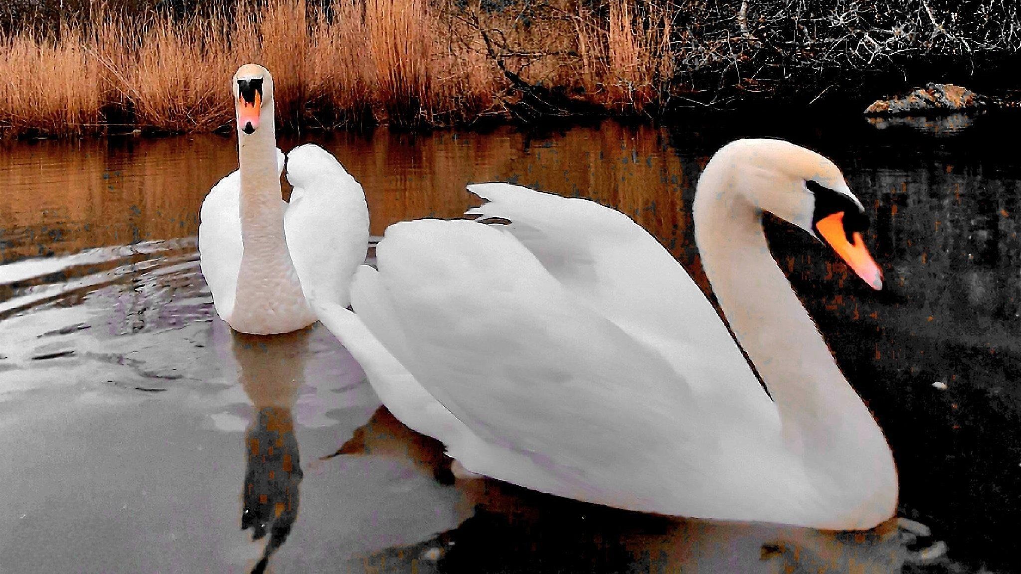 Two swans snapped on a grey day in Gosport by Stacey Johns