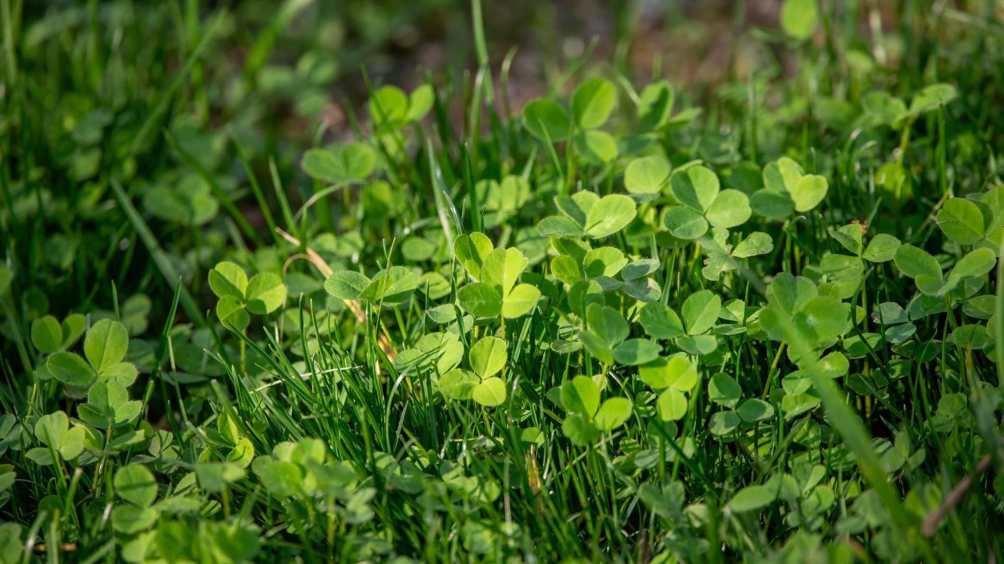 Guinness World Records for 63-leaf clover - BBC Newsround