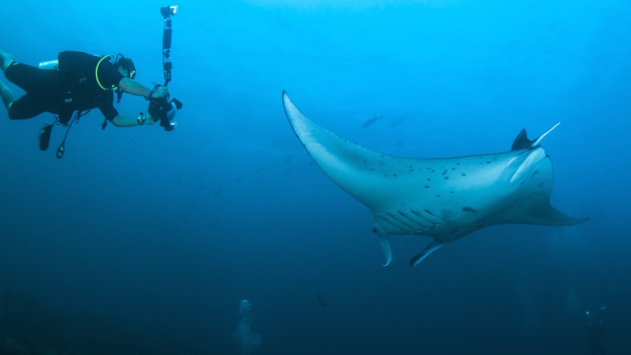 Giant manta rays can be identified by their spots and blotches