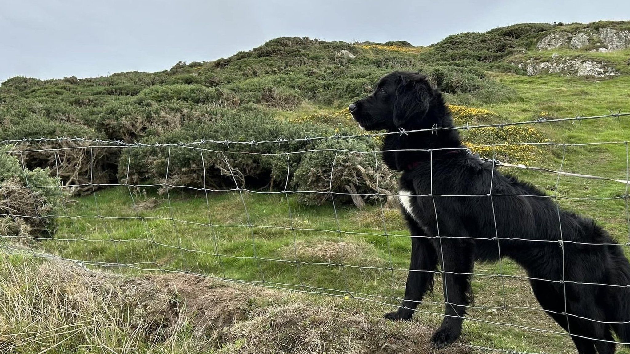 Pepper on cliff