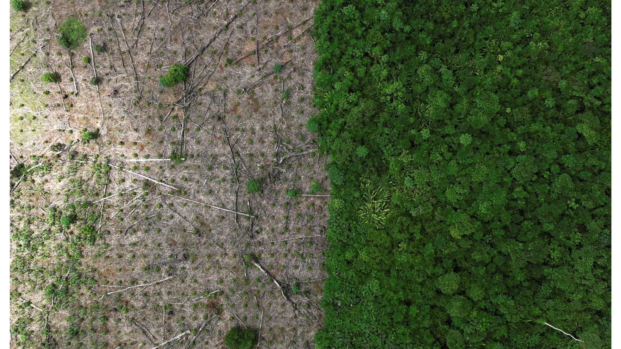 Picture of deforestation in the Amazon