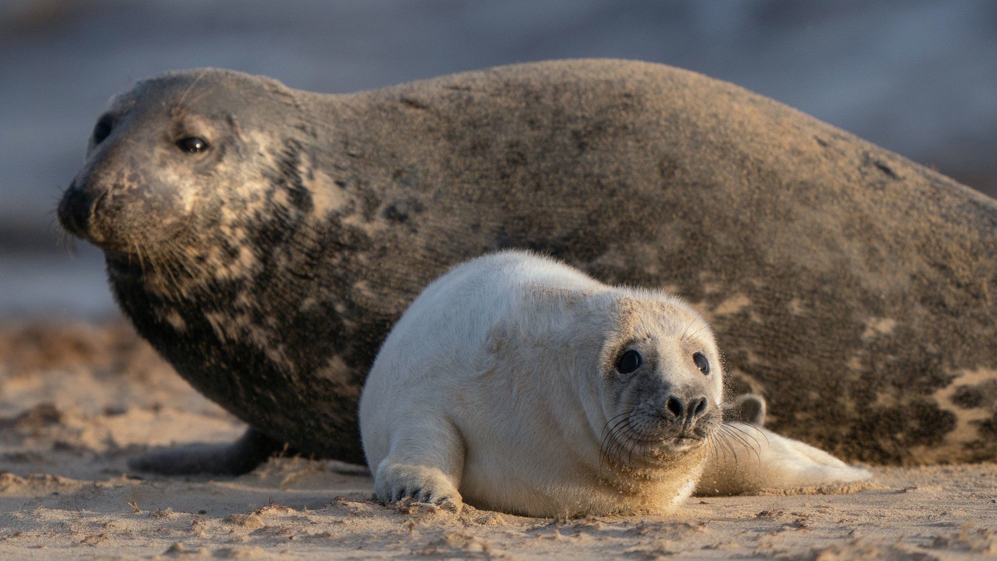 Seal pup with mum