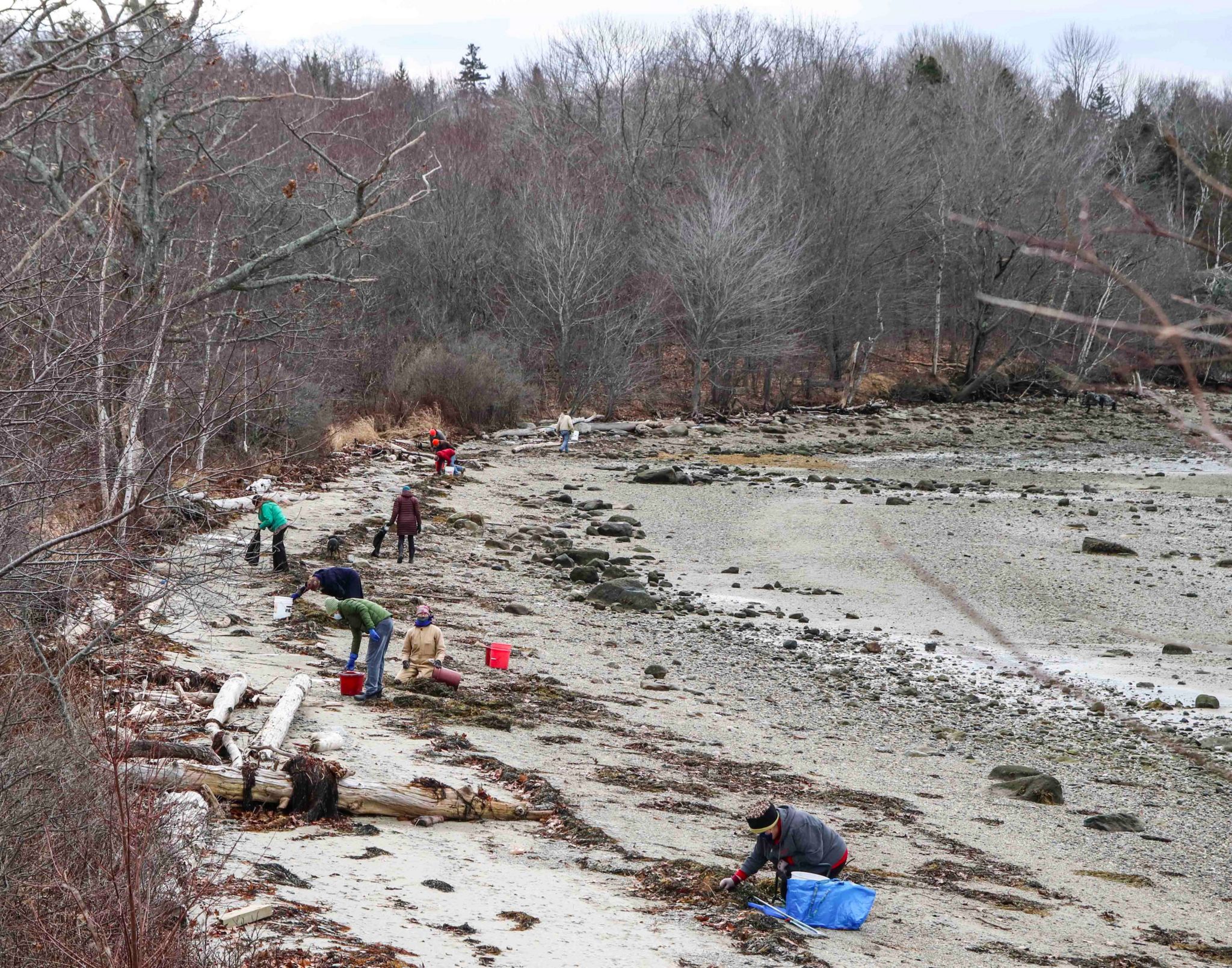 People spread out along a beach picking up plastic litter.