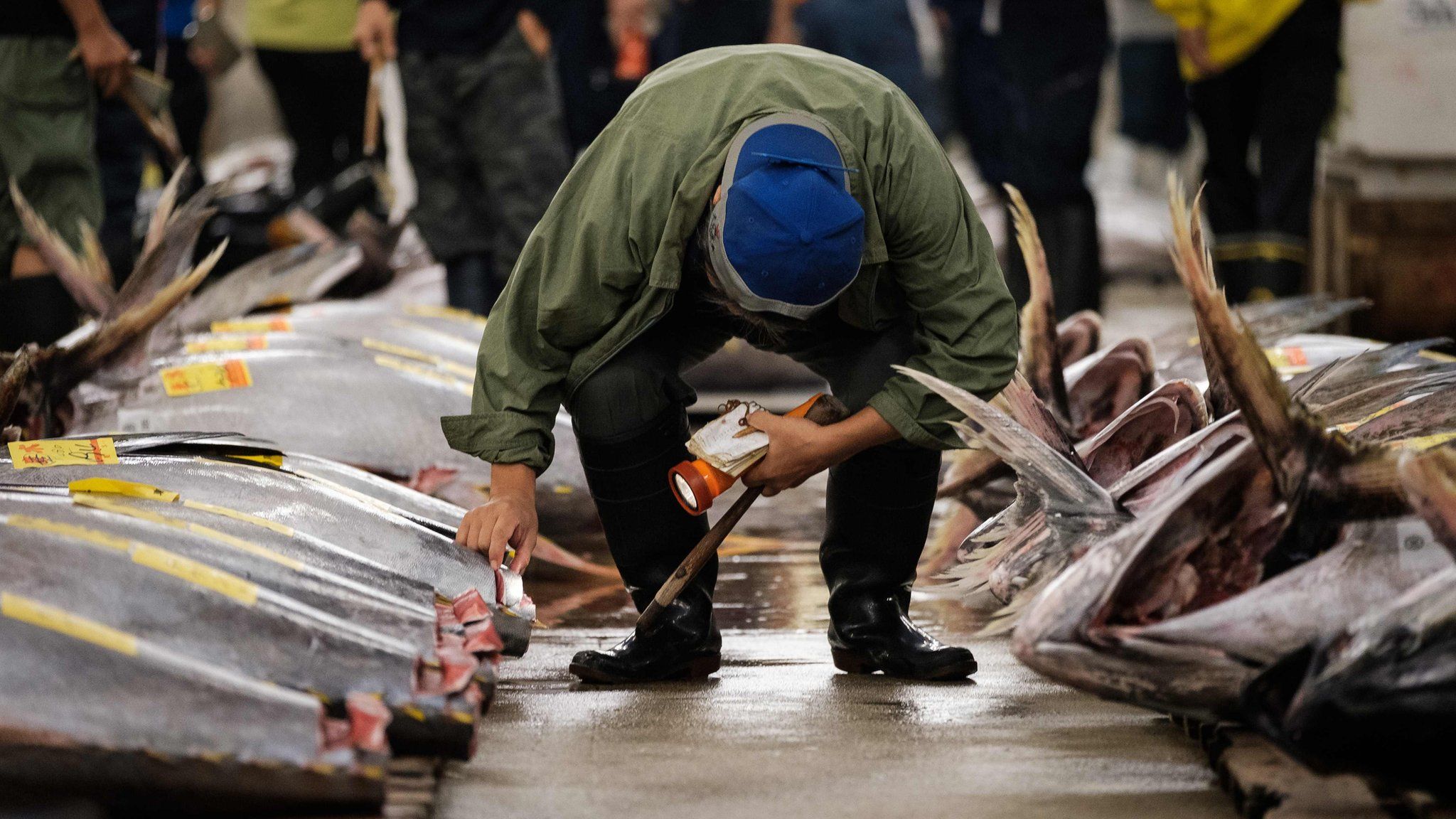 A buyer inspects fish before the final tuna auction at the landmark Tsukiji fish market in Tokyo on October 6, 2018