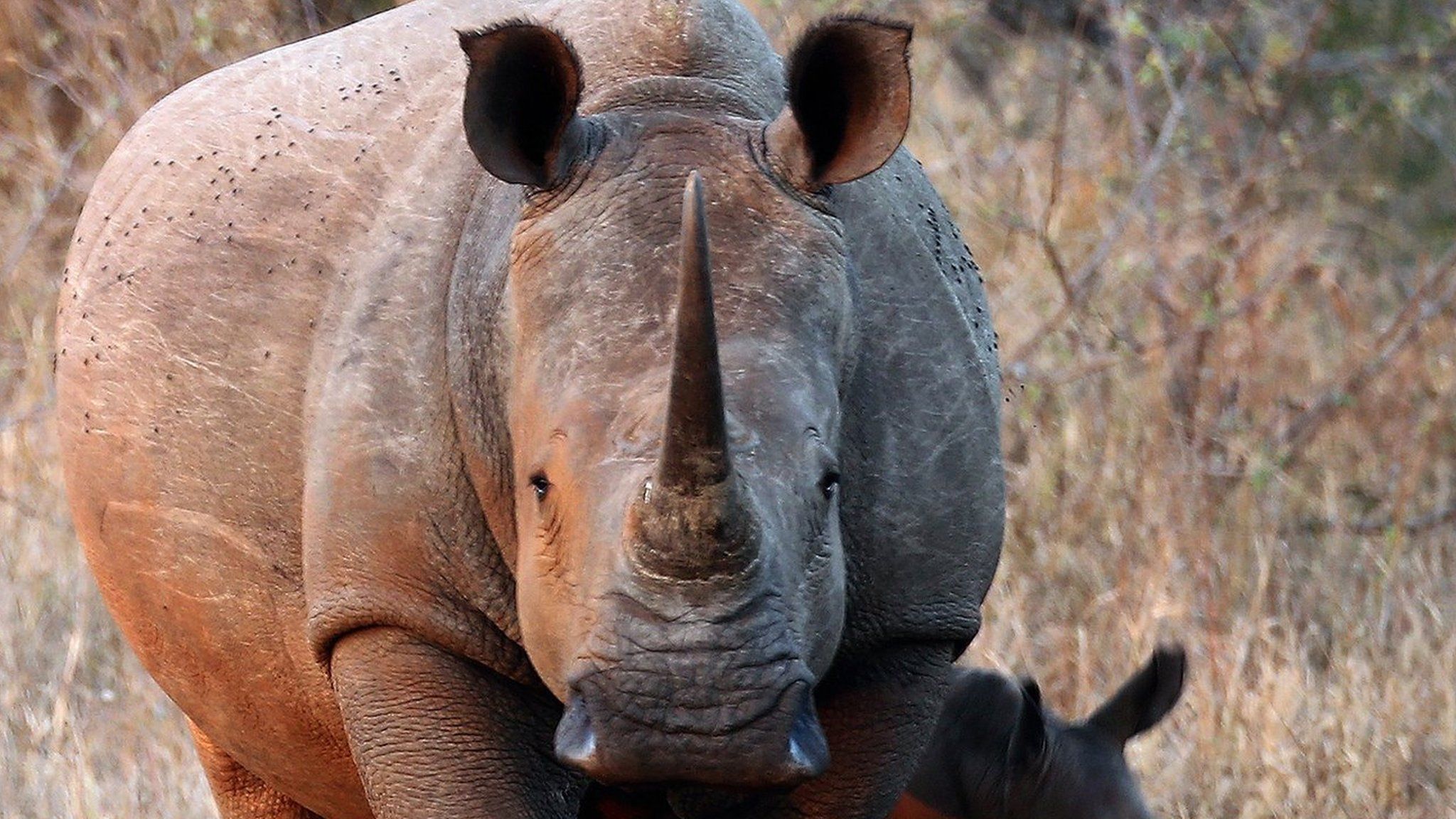 File image of White Rhinoceros in the Kruger National Park, South Africa