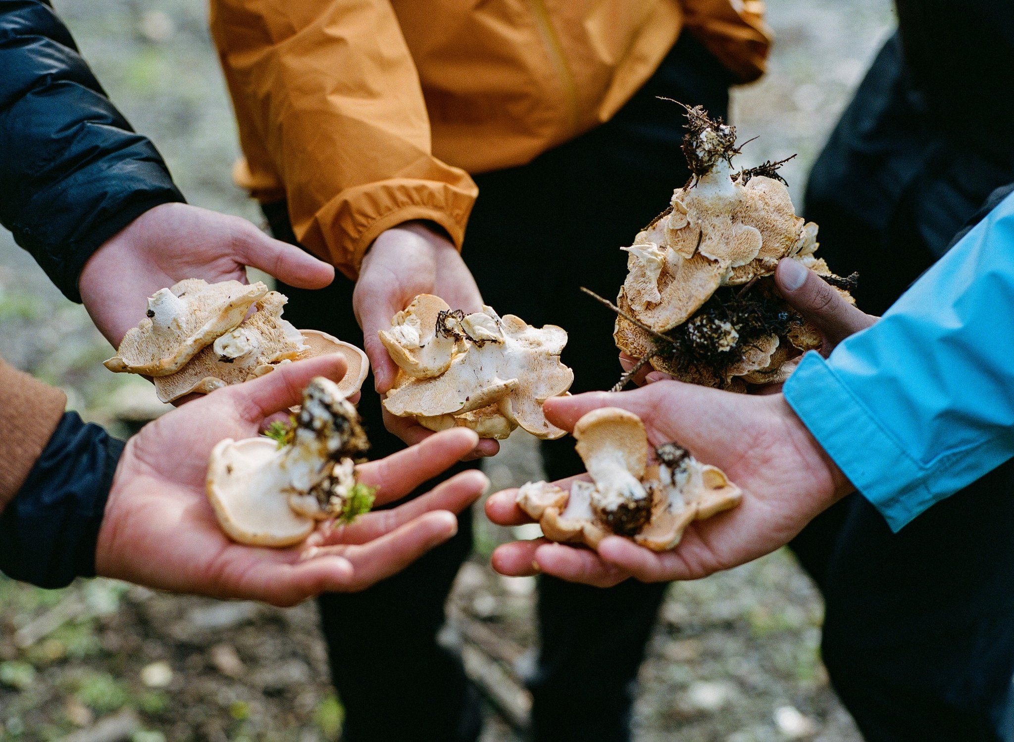 Five hands reach forwards, each holding a foraged mushroom