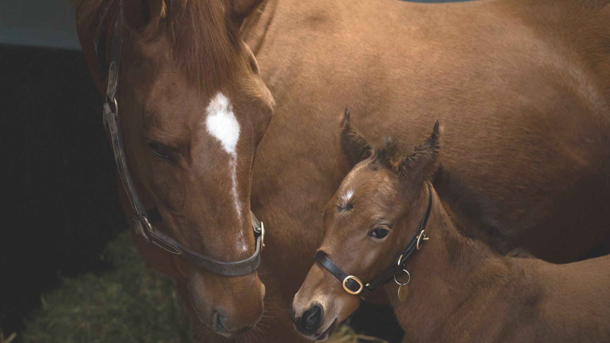 Annie Power and her colt foal