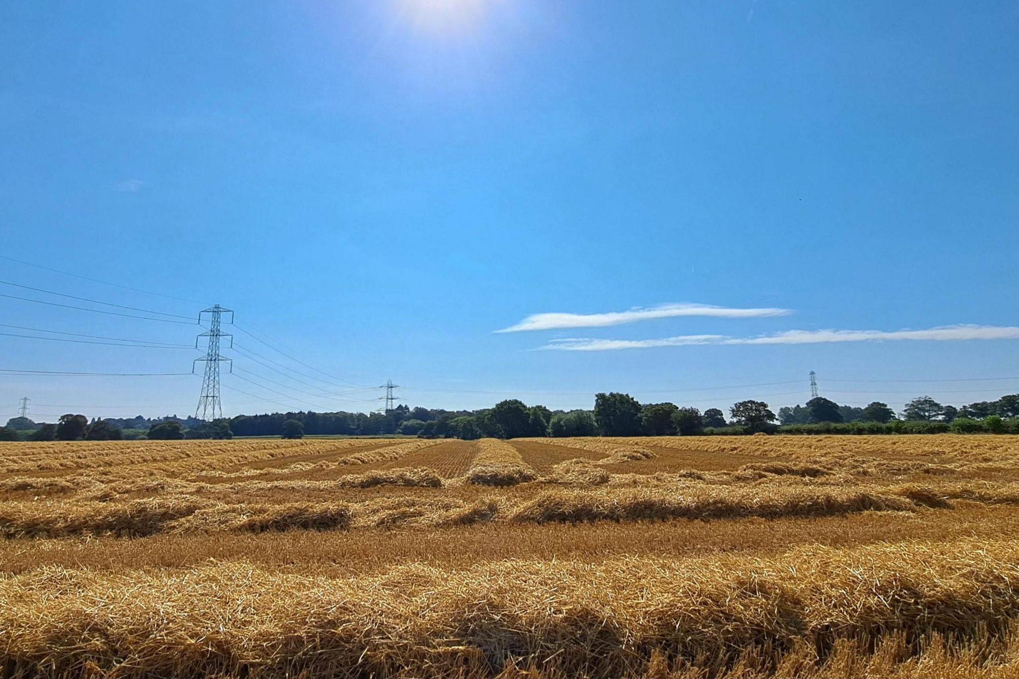 A field of golden wheat after harvesting in Wolverhampton under blue sky with electricity pylons in the distance