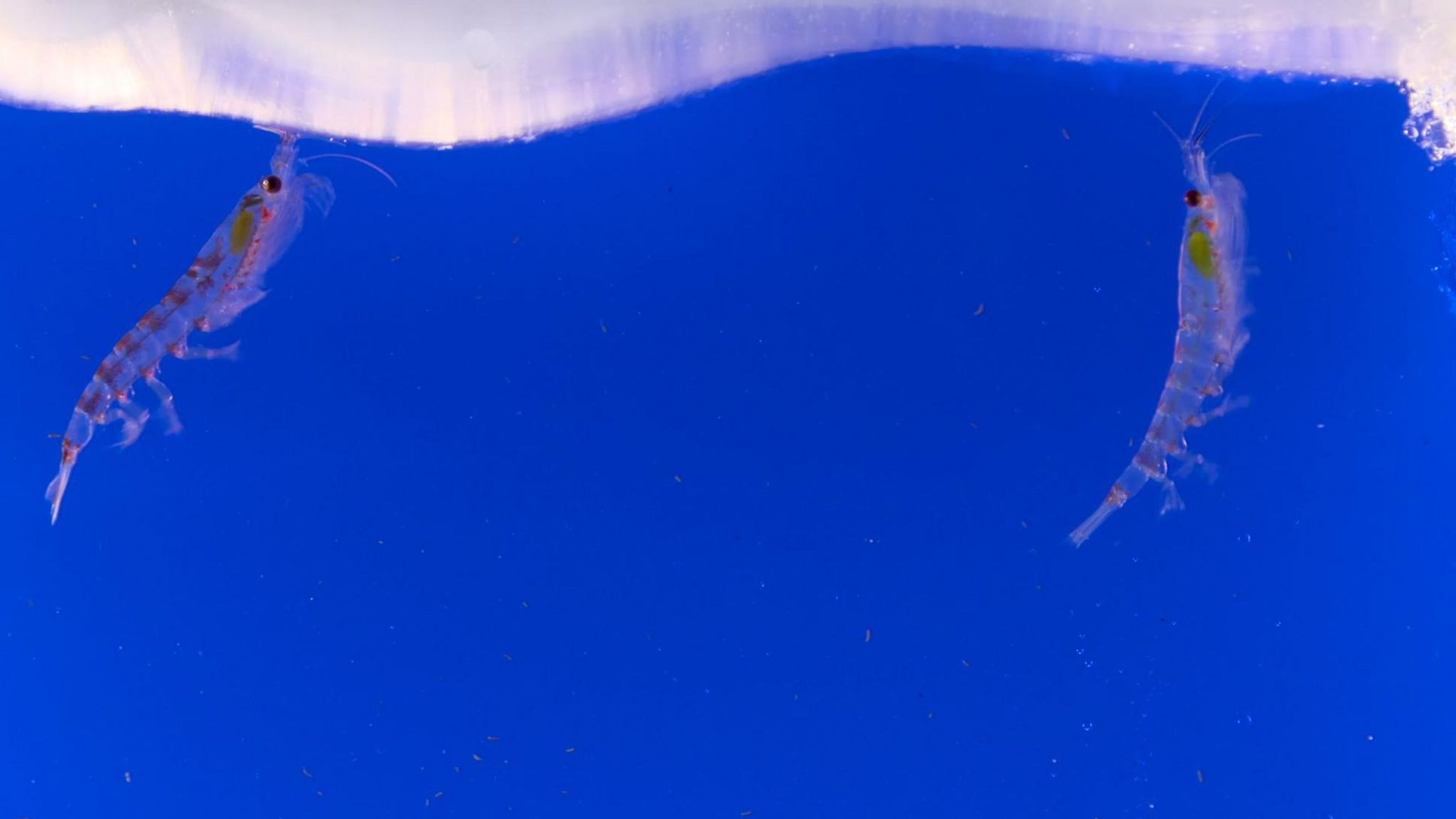 Two tiny Antarctic krill graze on the underside of sea ice 