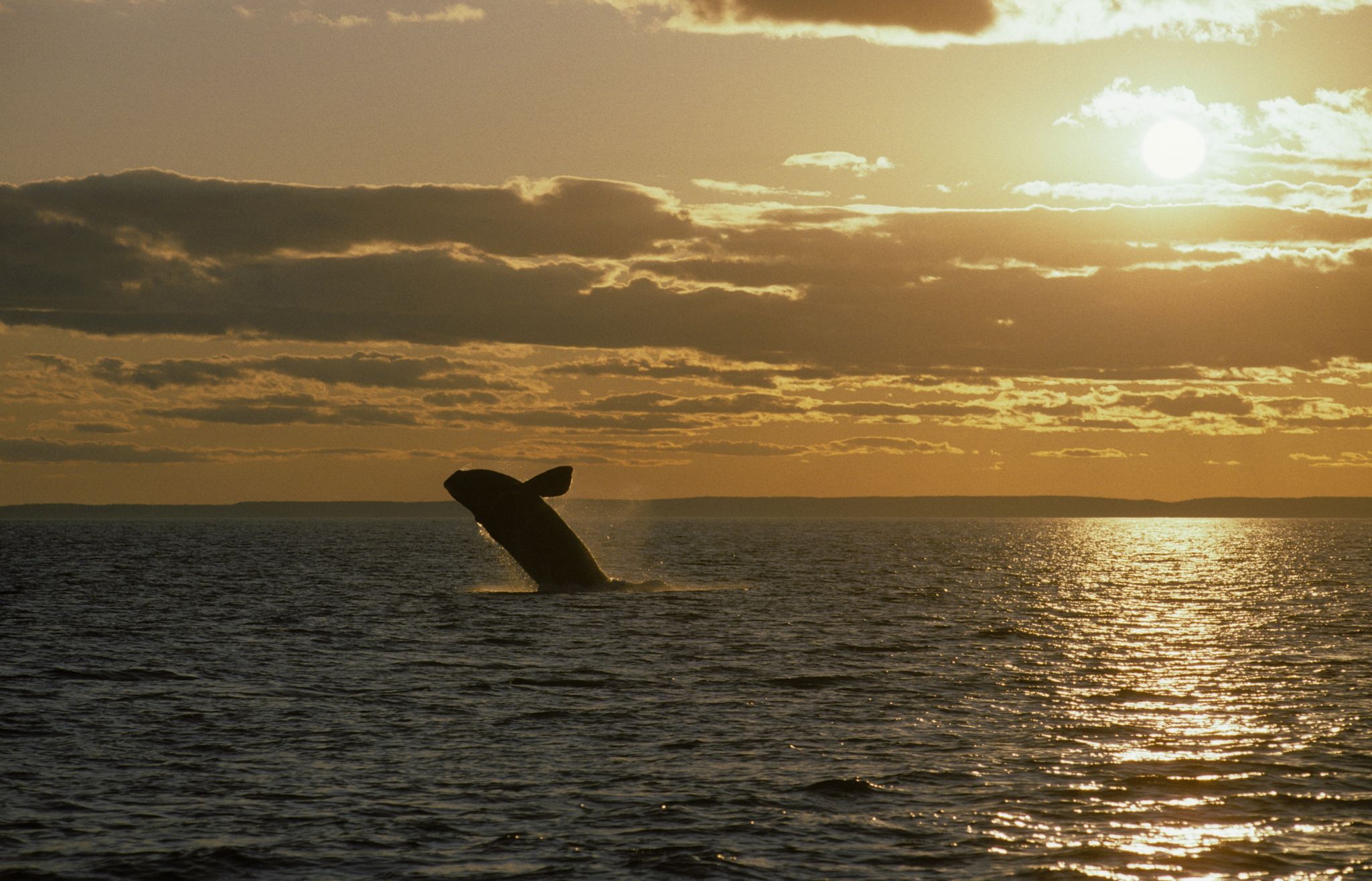 A North Atlantic right whale breaches the waters in the Bay of Fundy at sunset.