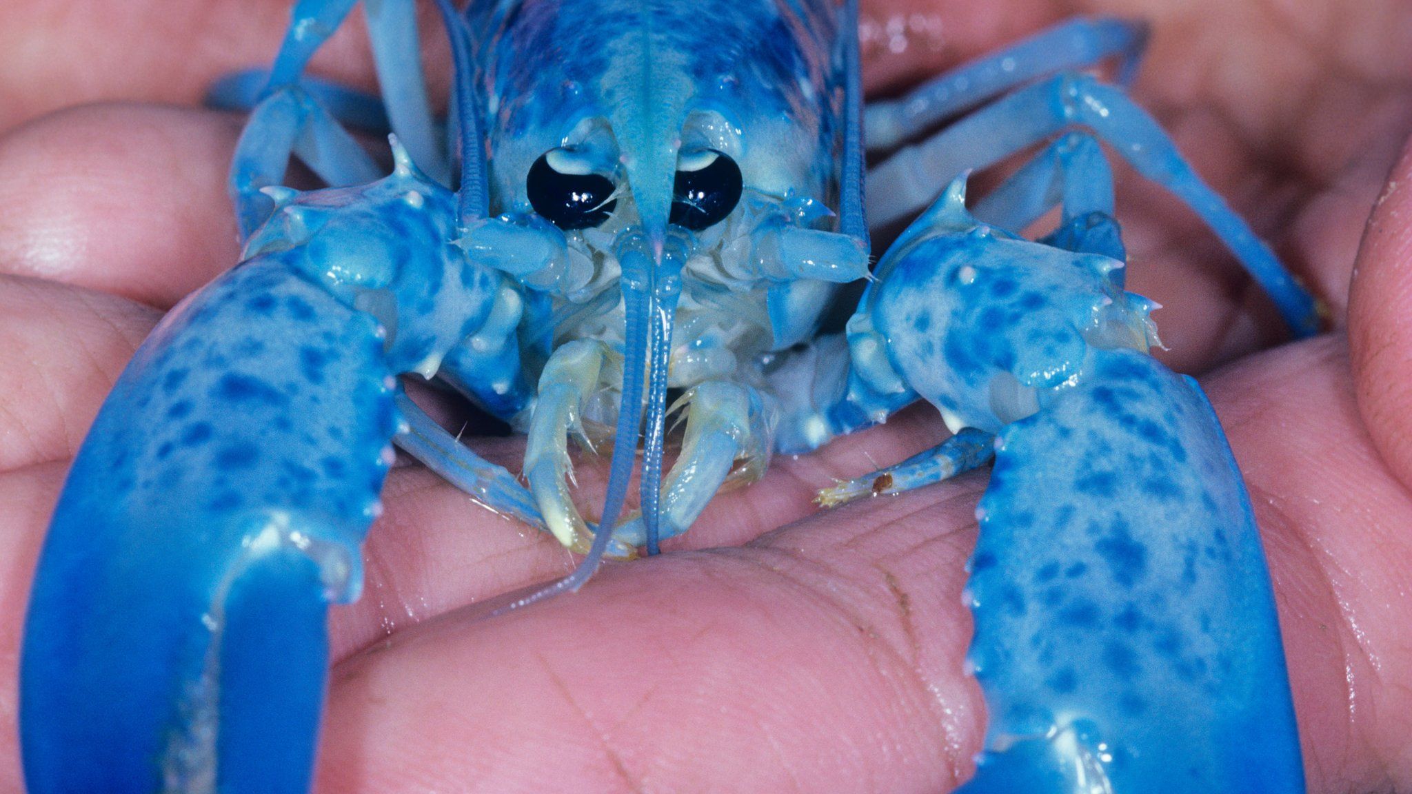 Rare blue lobster found in Plymouth Sound - BBC News