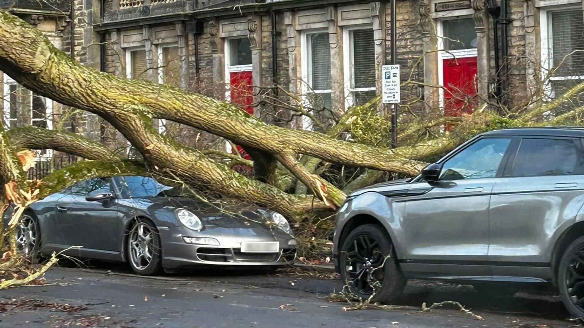 Tree fallen on fancy car