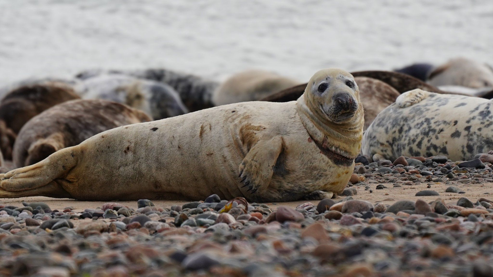 Seal at the Walney reserve with rope tangled around its neck