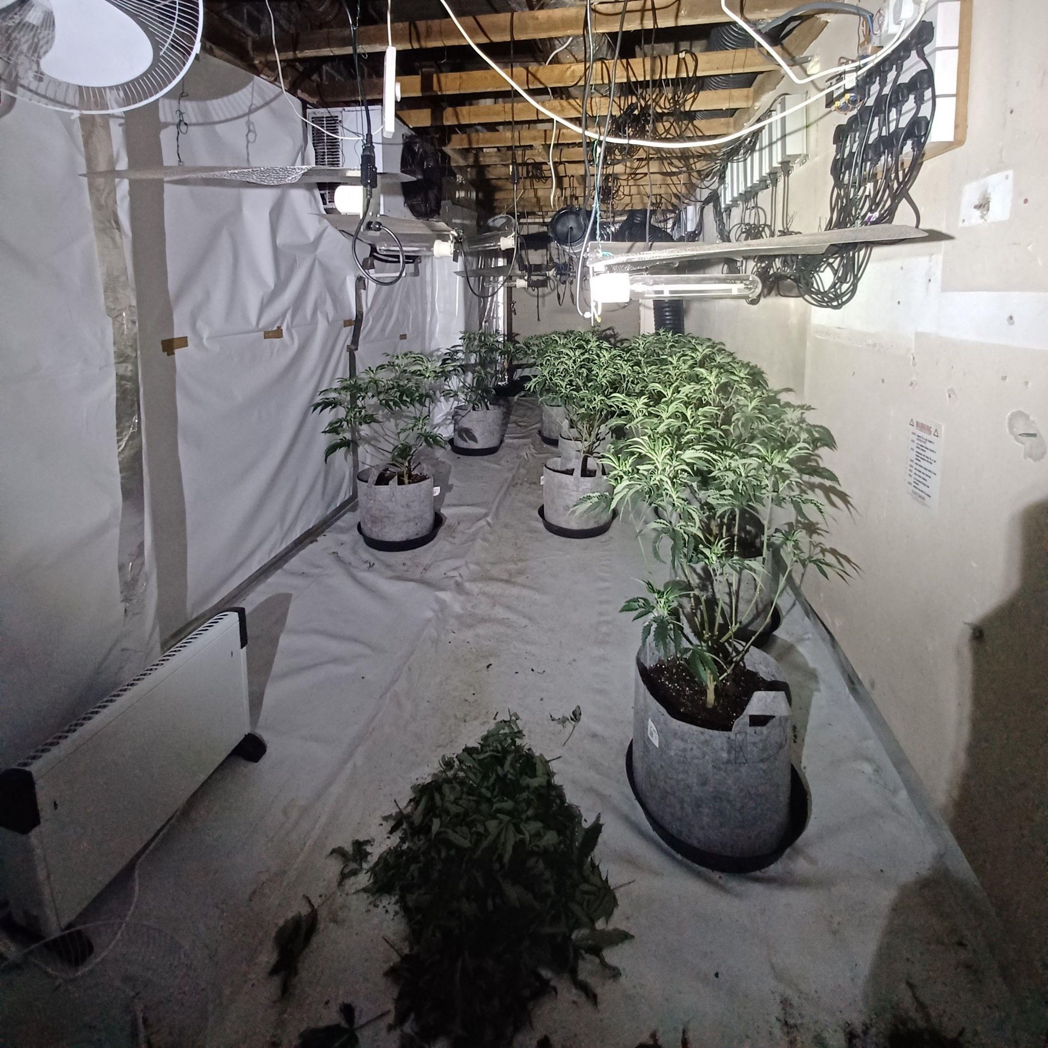 Cannabis plants in the property