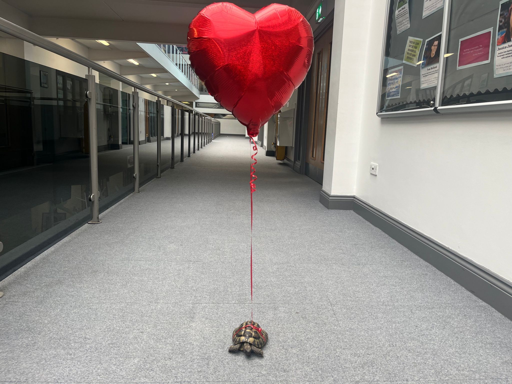 Billy the tortoise with his heart-shaped balloon attached