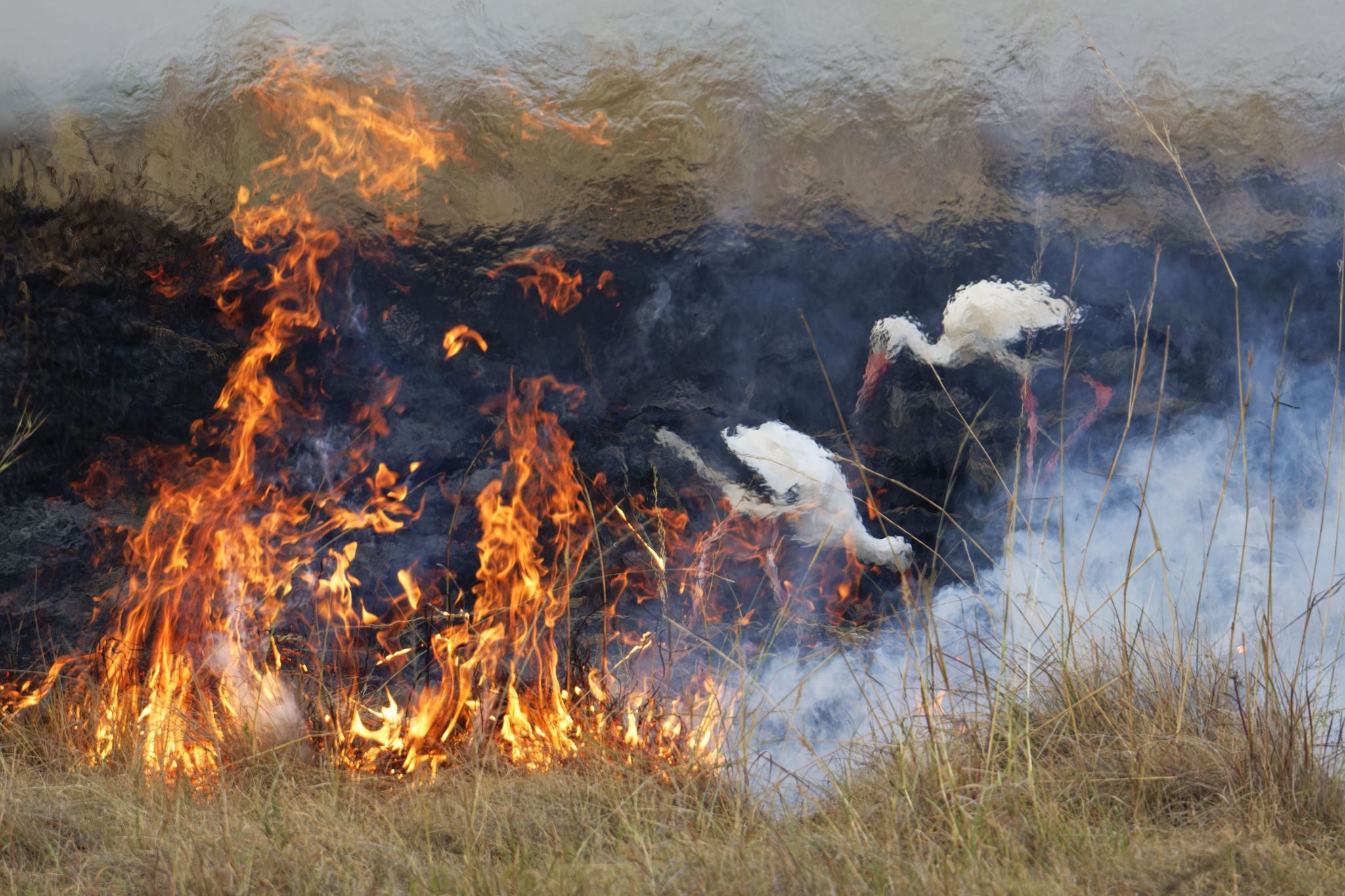 A pair of white storks in shimmering heat against the burnt ground